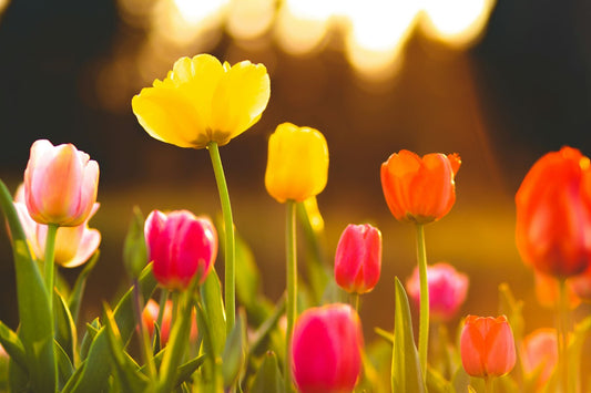 Sunlight over a field of flowers blooming in early May.... this picture makes you hungry for cookies from David's Cookies